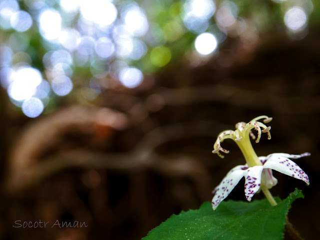 Tricyrtis affinis