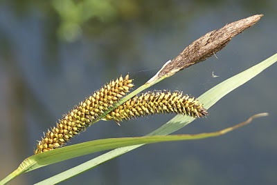 Oeverzegge - Rûchkop - Carex riparia