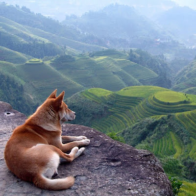 Terrazas de Arróz LongSheng en China - Rice Terraces