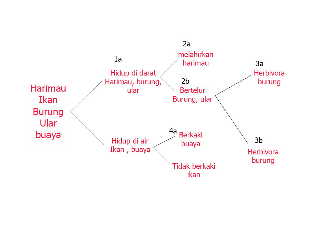 Yani SMPN 1 Peusangan LKS SMP