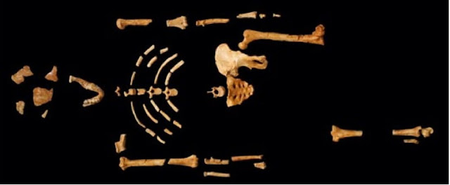 Скелетные останки Люси (австралопитека)