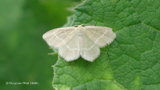 Chlorissa cloraria DSC173790