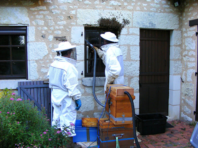 Vacuuming up the last of a feral colony of honey bees during a rescue operation, Indre et Loire, France. Photo by Loire Valley Time Travel.
