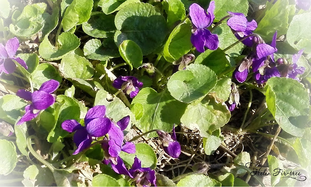 Helen Fir-tree countable embroidery cross lavender вышивка счётным крестом лаванда