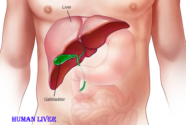 Safe Liver Your Liver Is Your Life