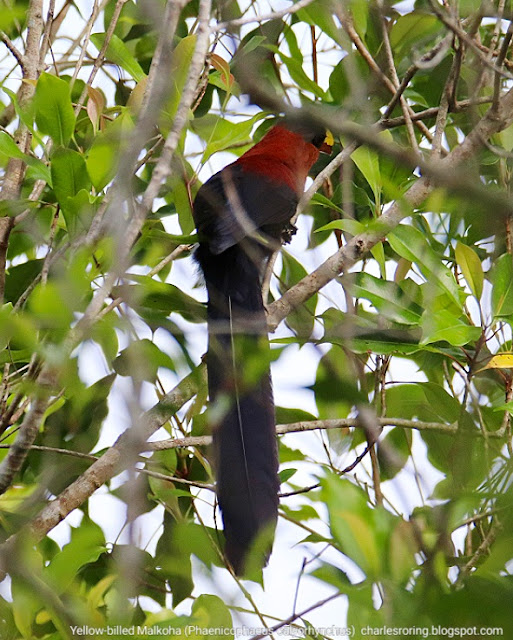 Yellow-billed Malkoha