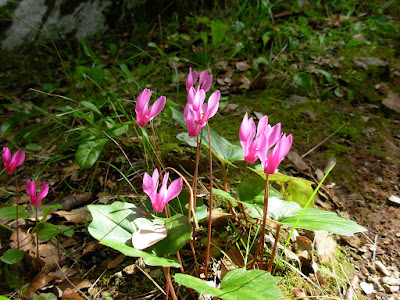 Cyclamen repandum - Spring sowbread