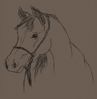 Arabian Horse Sketch How to Draw