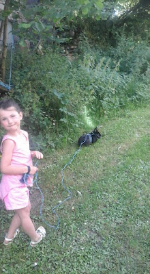 taking a rabbit for a walk, lionhead rabbit