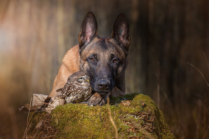 dog and owl pictures