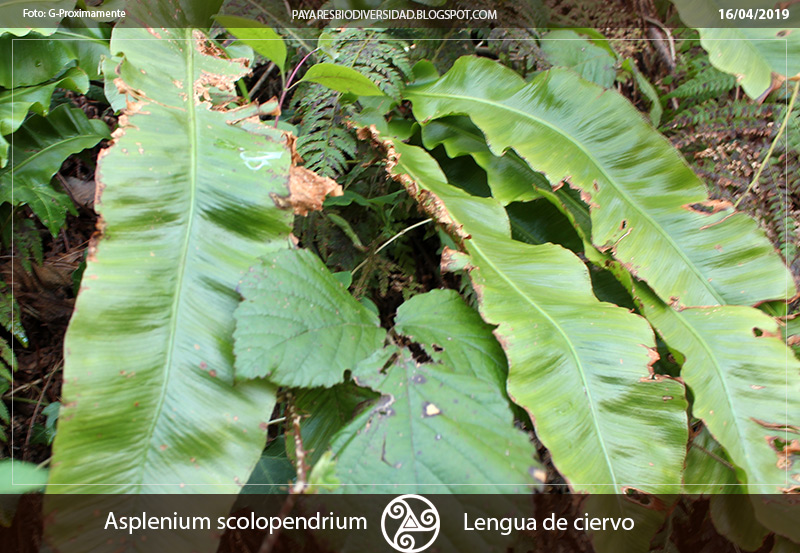 Lengua de ciervo Pajares Asturias