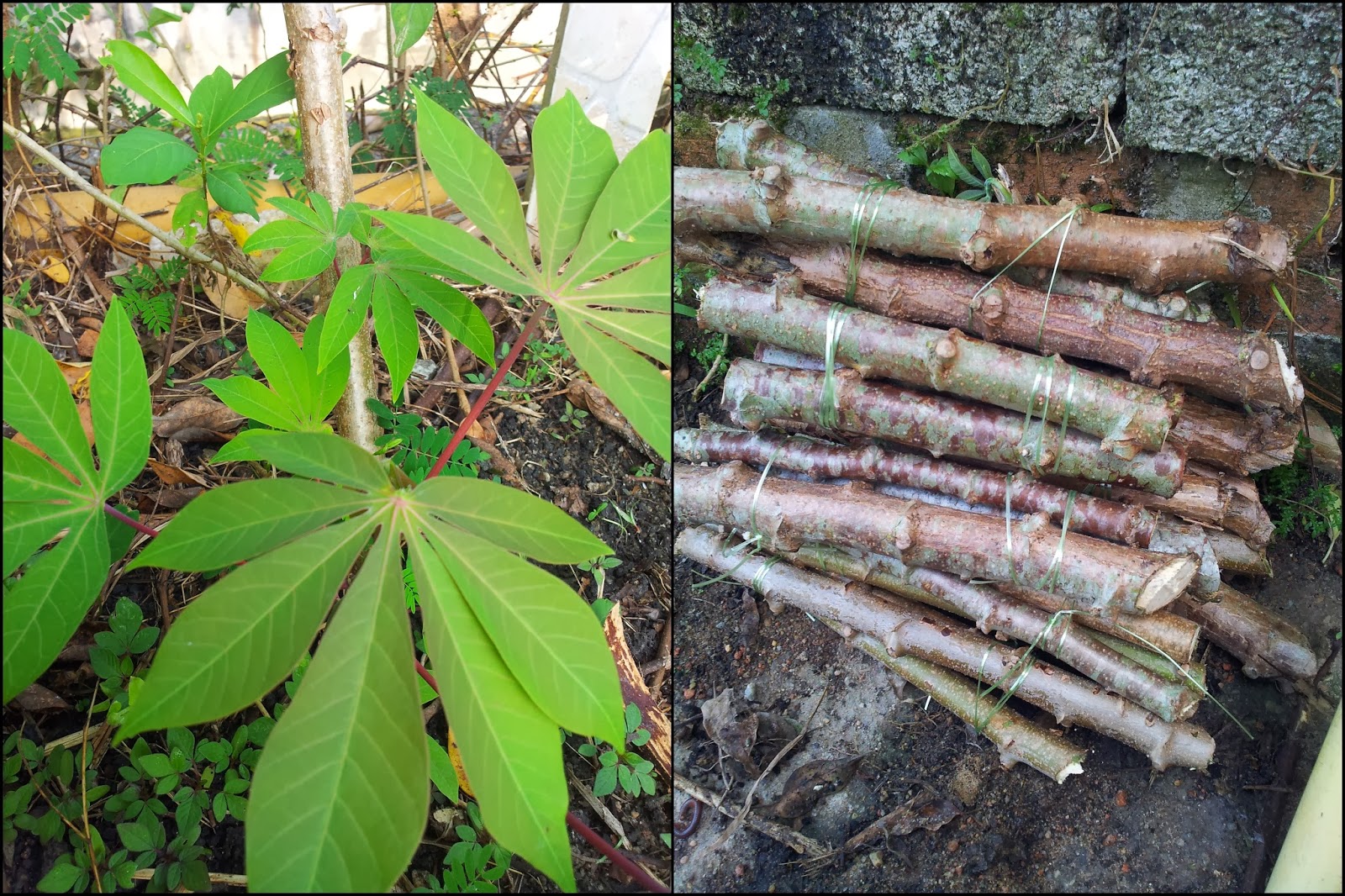 Tanamsendiri Com Grow Your Own Tanam Ubi Kayu Dalam Pasu Untuk Tuaian Pucuk