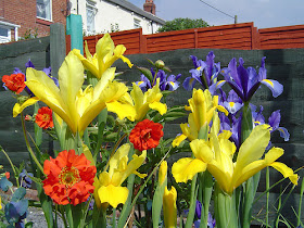 Dutch irises and geums; primary colours