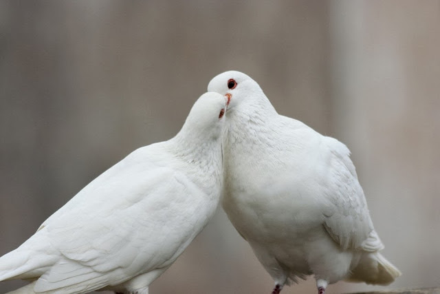 Sweet & Beautiful Love Pigeons HD Wallpaper Free