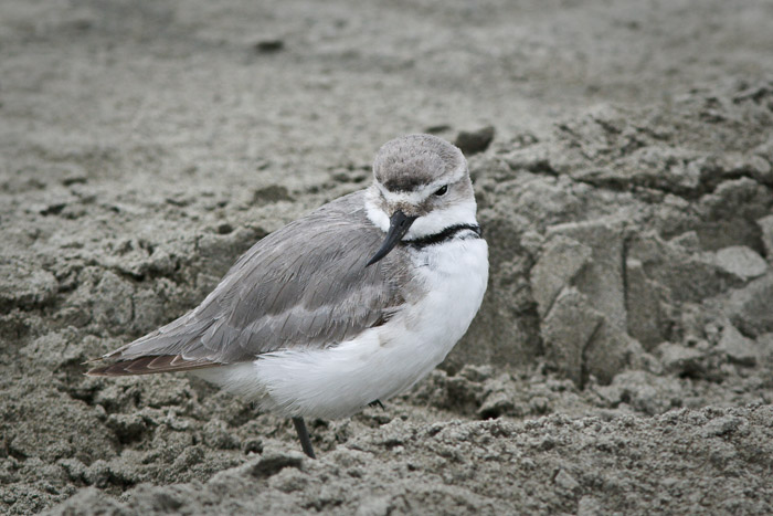 Wrybill at Foxton