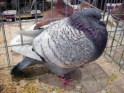 Polish Lynx Pigeon