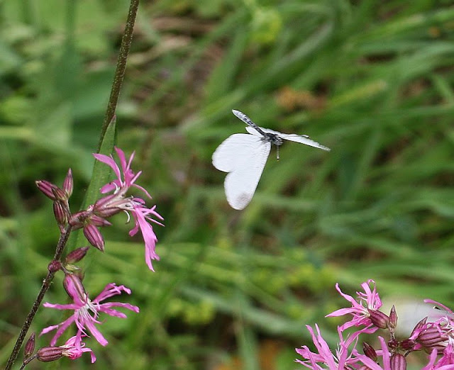 Senfweißling, Leptidea spec.