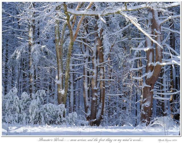Brewster's Woods: ... snow arrives, and the first thing on my mind is woods...