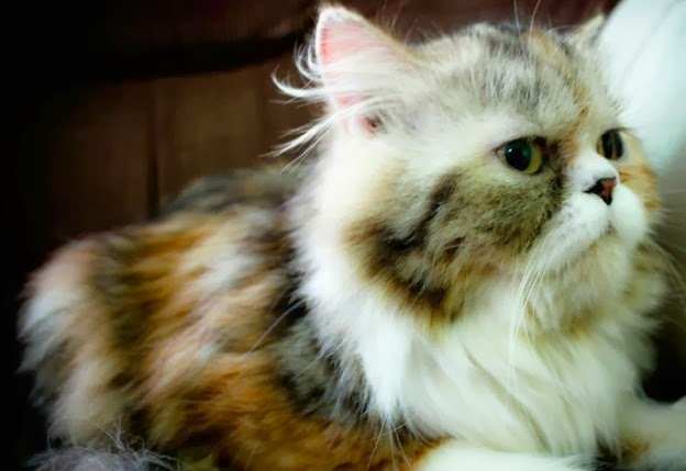 Kucing Utara: Hypocalcemia kucing demam susu