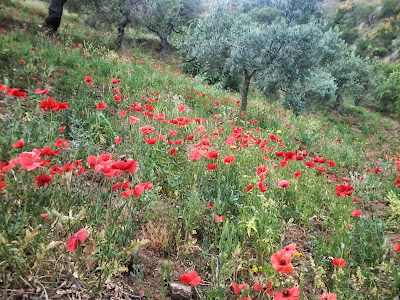 papaver fhoeas