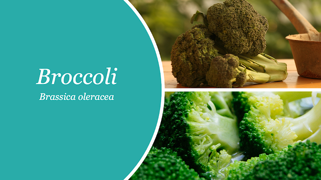 Broccoli - Brassica oleracea. Sursa ideala de vitamina C