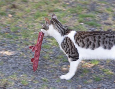 Mort the Cat loves to play with his snakey mouse homemade cat toy