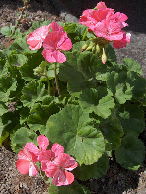 Geraniums