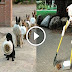 Top 5 Discipline Dogs Videos Compilation 2016