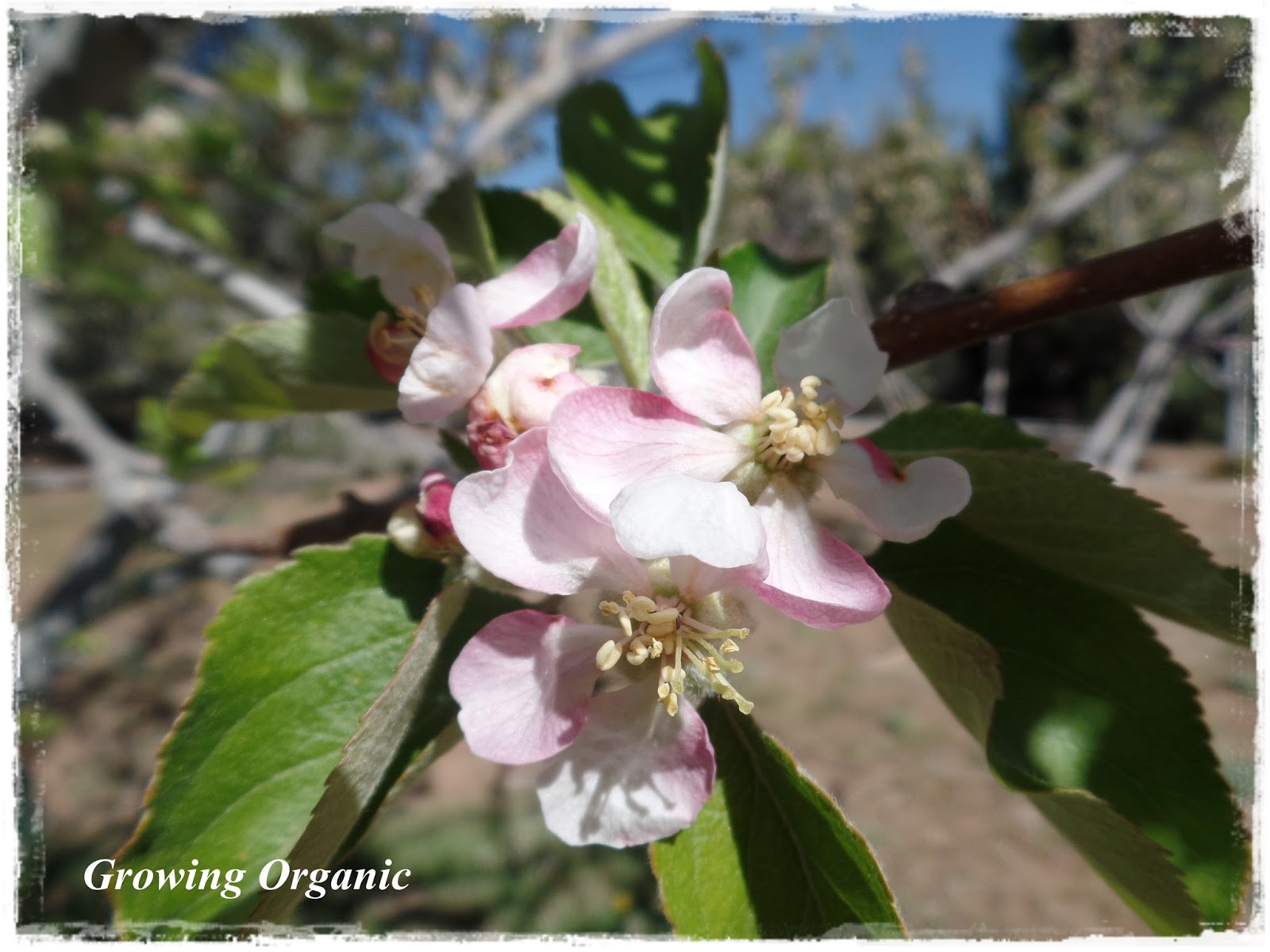 Growing Organic : Where Does the Fruit Grow? Identifying ...
