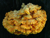 Laetiporus sulphureus