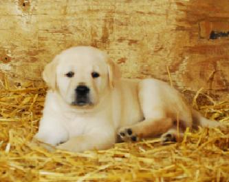 Juli and Blitz's puppy from 2011