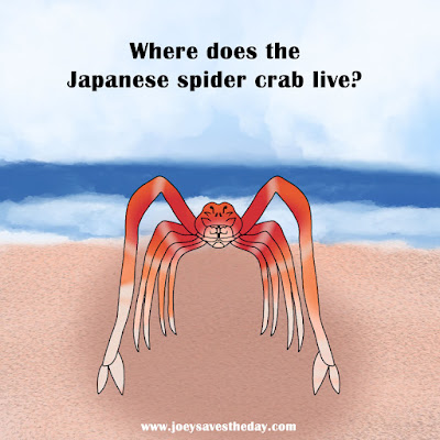 Facts about Japanese Spider crabs