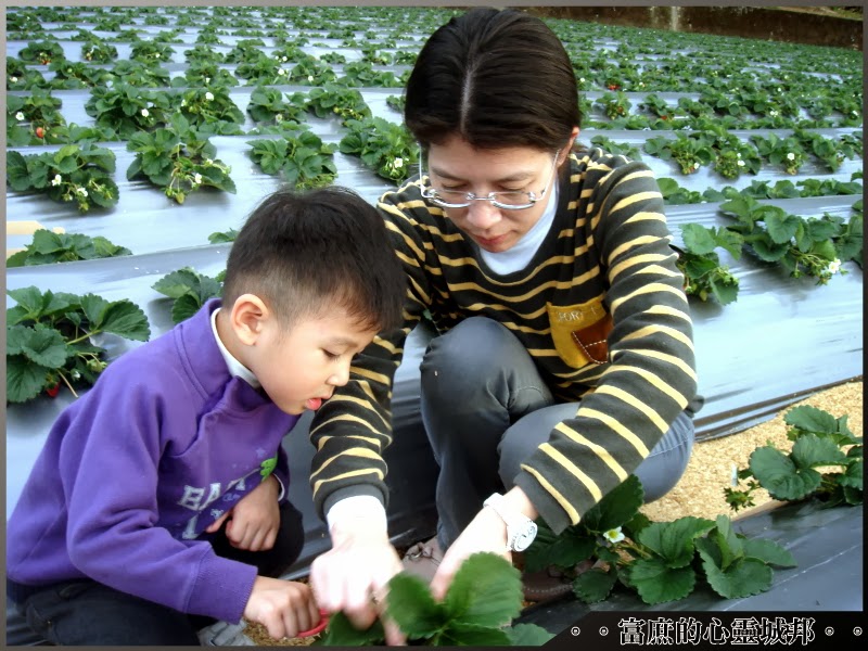 大湖草莓