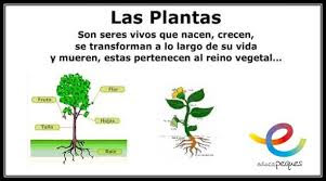 https://cplosangeles.educarex.es/web/quinto_curso/naturales_5/plantas_5/plantas_5.html