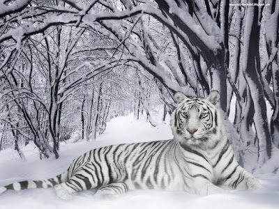 tigre-blanco-nieve-siberia-bengala-mejores-año-imagenes-fondos-hd--wallpaper