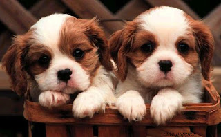lovely and stunning pictures of cute puppies