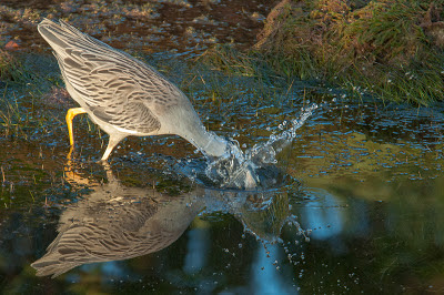 Yellow-crowned Night-Heron