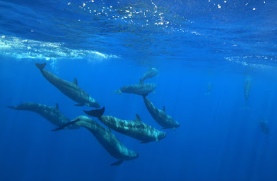 Another amazing facts is that the blue whales pods are very rare