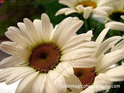 White daisies