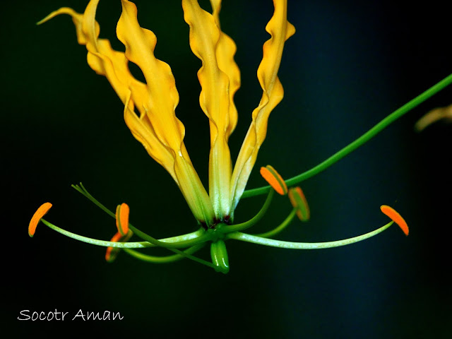 Gloriosa superba