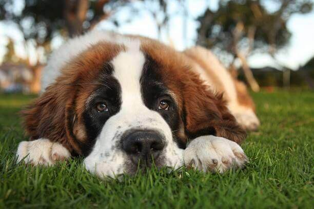 La perte de poil chez le chien Saint-Bernard