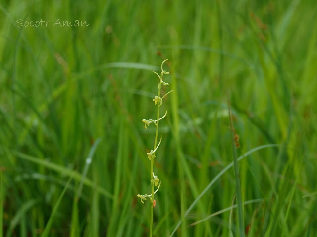 Platanthera tipuloides