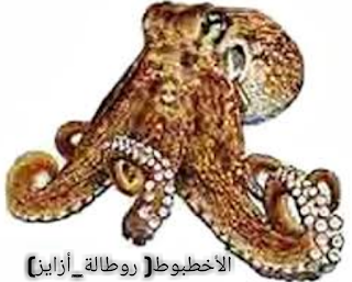 الاخطبوط-ازايز-الروطال-octopus