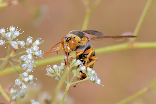 avispa-parasita-stizus-ruficornis-