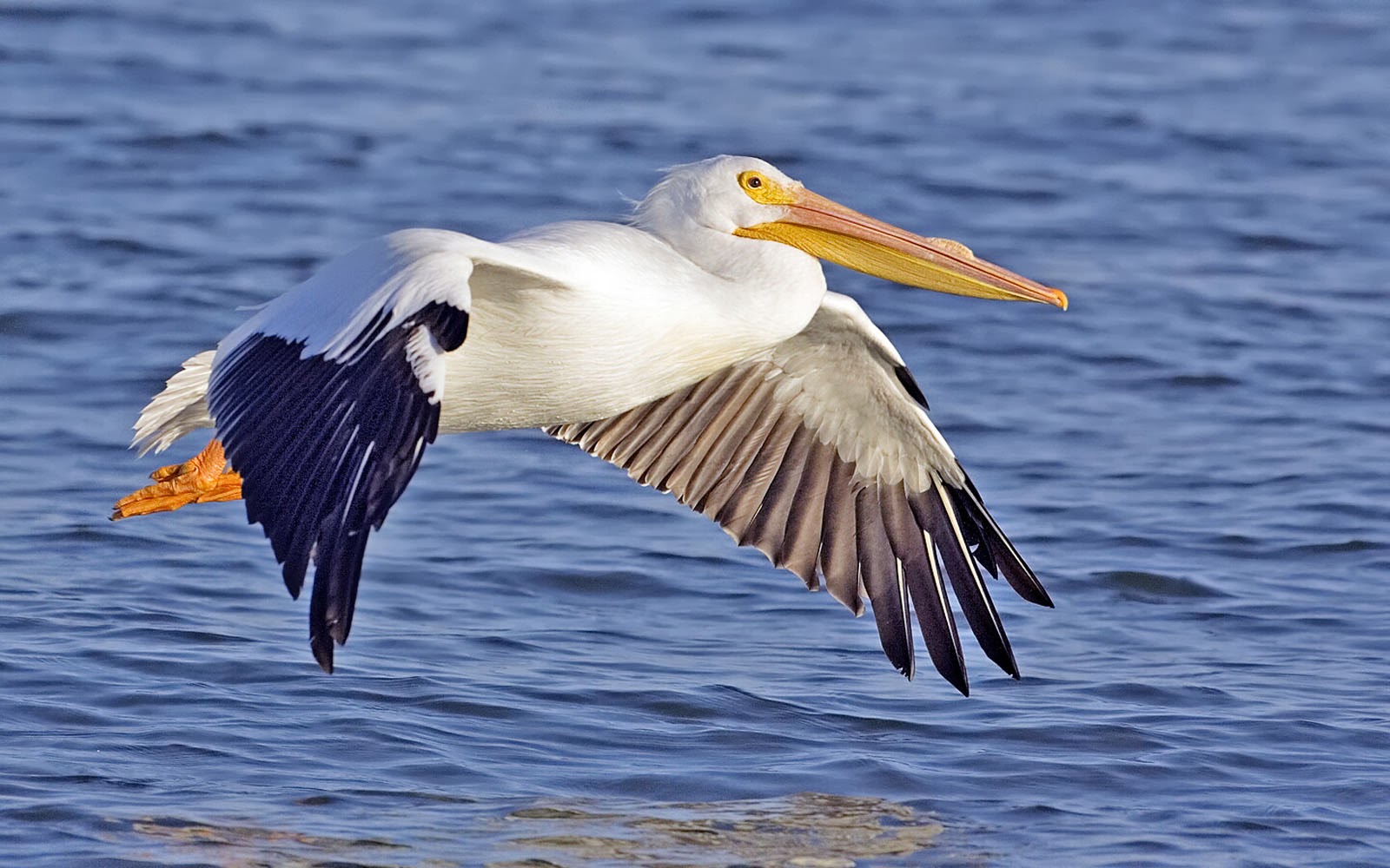 American White Pelican Wallpapers 3d Hd Wallpapers HD Wallpapers Download Free Images Wallpaper [wallpaper981.blogspot.com]