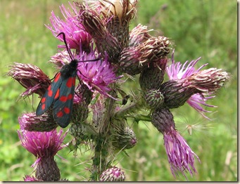20120712 BHW six-spot burnet