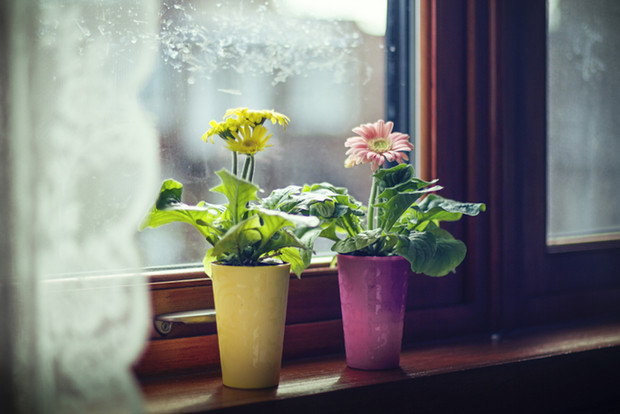 Plantas para interiores que llenarán tu hogar de color