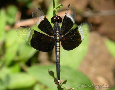 Pied Parasol