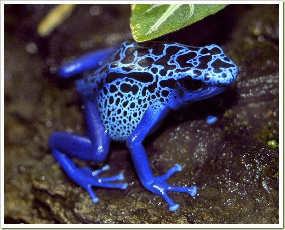 Poison Dart Frog