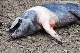 Pig at Mudchute Farm in East London